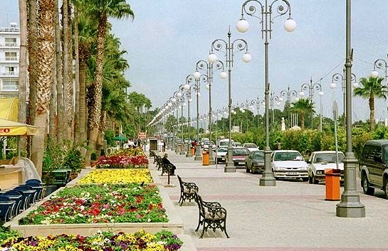 Larnaca - Palm trees