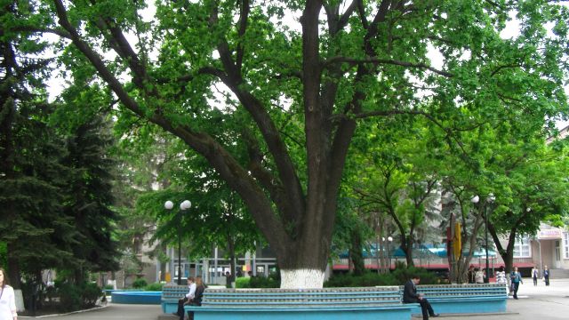 The "Alecu Russo" State University of Balti - The Oak Tree