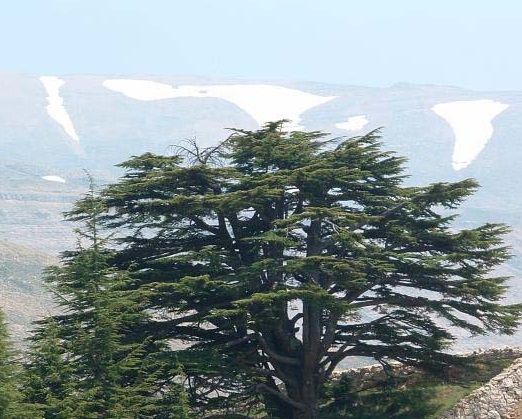 Lebanon-one of the best touristic attractions of the world - Cedar
