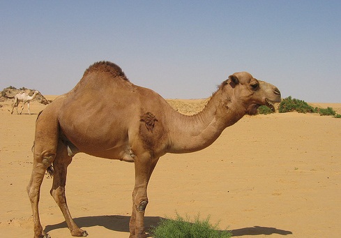 The Western Desert, Egypt-Arabian Romantic Adventure - Camel in the desert