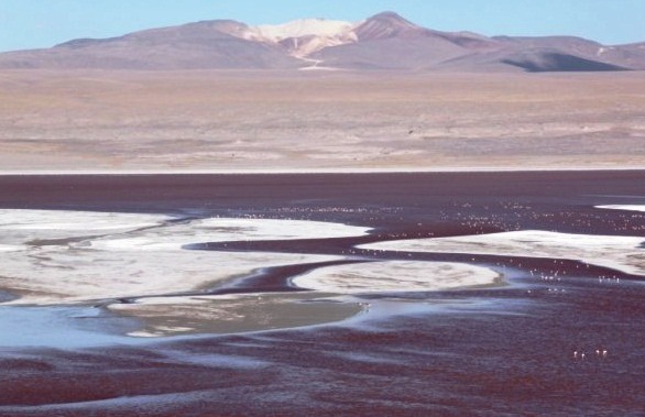 Laguna Colorada - Fantastic lagoon