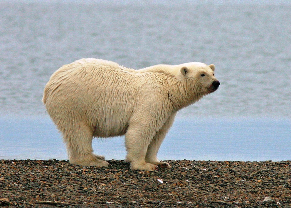 Kasegaluk Lagoon in Alaska - Polar bear