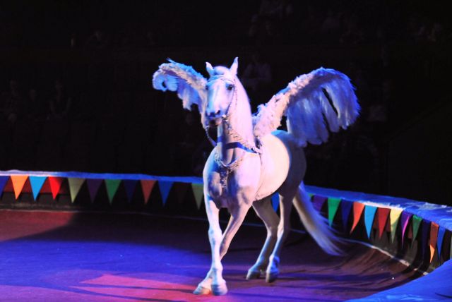 The Great Moscow Circus- the best attraction in the world - A beautiful white horse