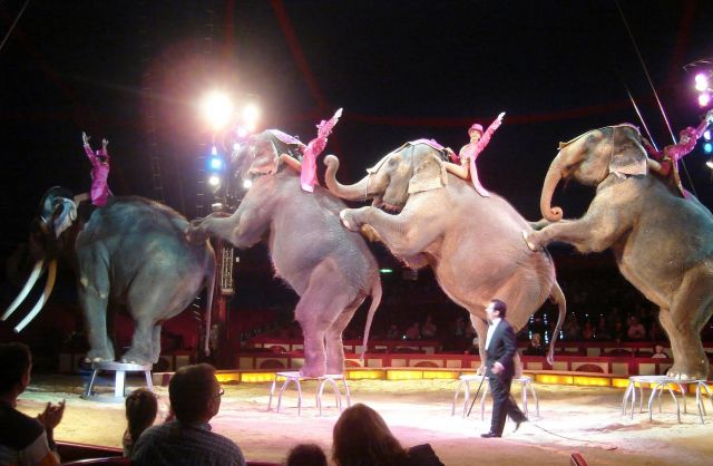 The Circus Krone-one of the largest circuses in Europe - Big and beautiful elephants
