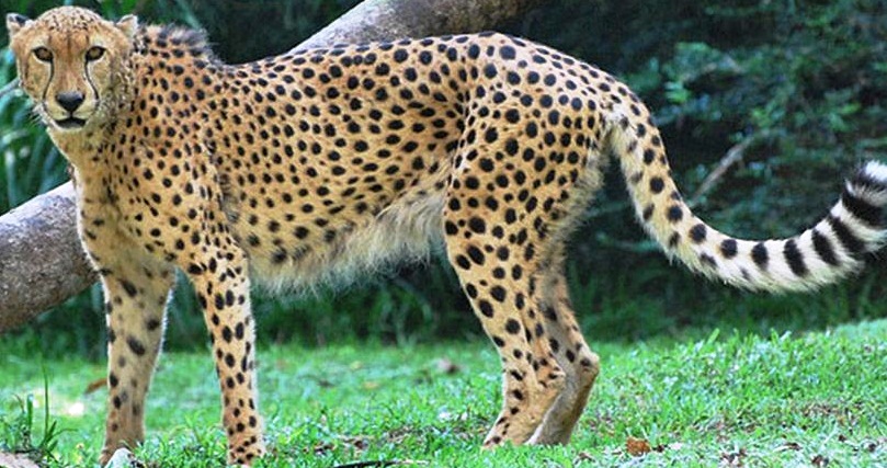 Cheetah-greatest fast runner - The Fastest Animals in the World