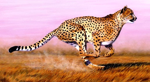 Cheetah-greatest fast runner - Fast runner