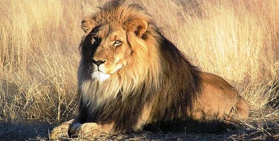 Lions-large cats - Beautiful animals
