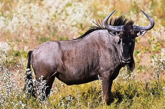 Wildebeest-amazing runner