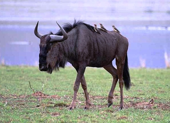 Wildebeest-amazing runner - Fast animal