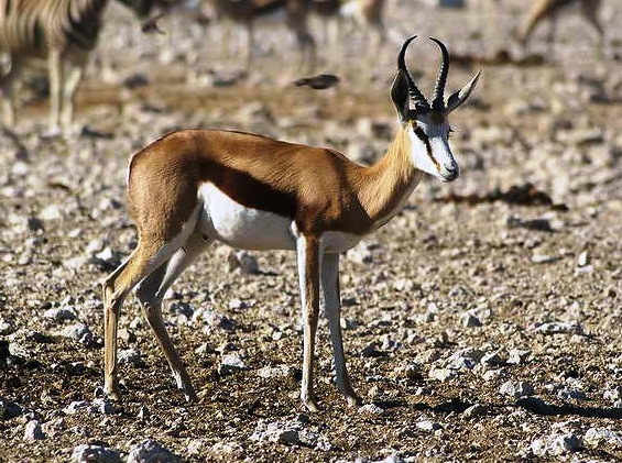 Springbok-strange animal - Amazing animal