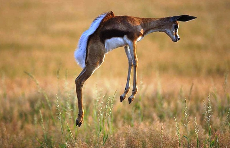 Springbok-strange animal - Beautiful runner