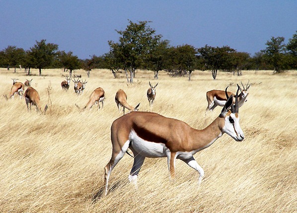Springbok-strange animal - Excellent view