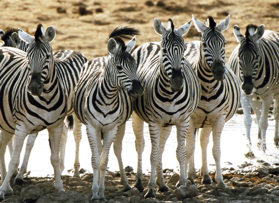 Zebra - Amazing animals