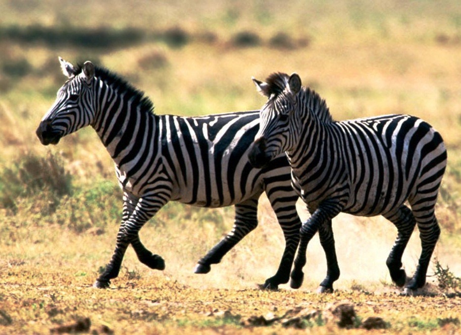 Zebra - Running zebras
