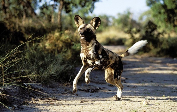 Cape hunting dog-great hunter - Great hunter