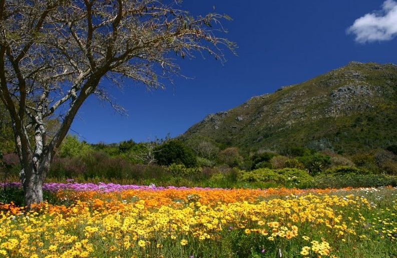 Kirstenbosch Botanical Garden - Scenic beauty
