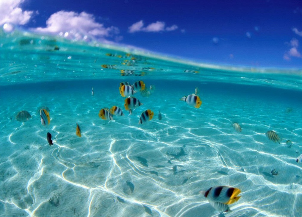 The Indian Ocean - Underwater world