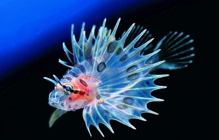 The Coral Sea - Beautiful fish