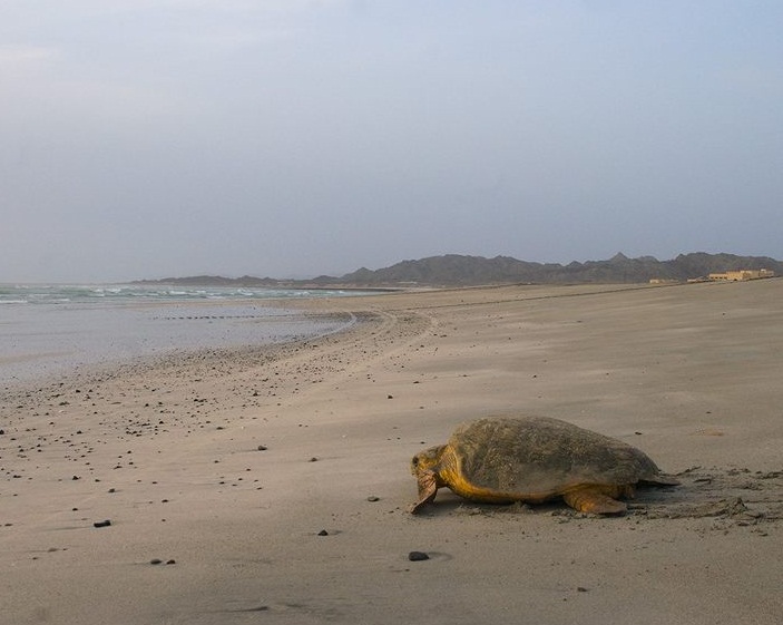 The Arabian Sea - Sea turtle