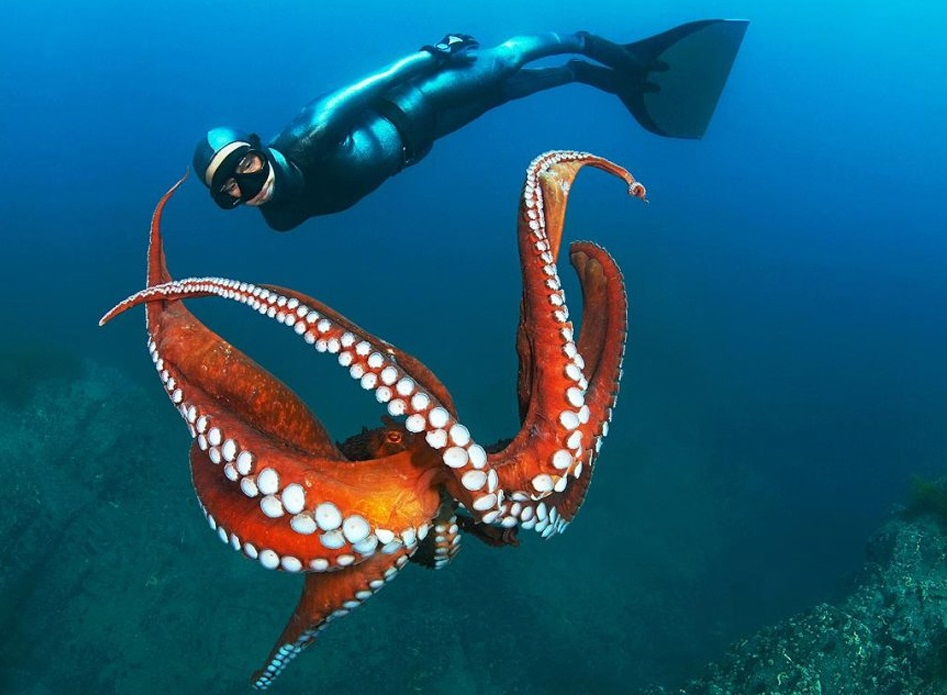 The Sea of Japan - Octopus in the sea