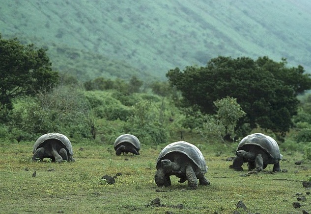The Galapagos Islands - Isabela tortoises