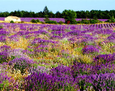 Provence - Lavender fields