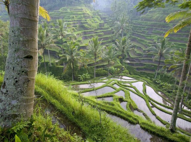 Ubud - Magical spot in the world