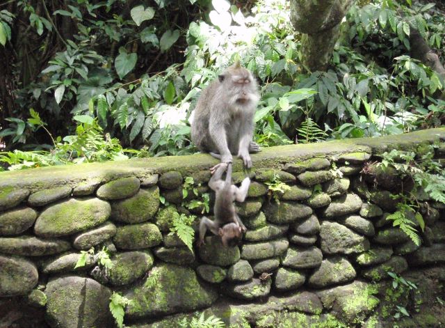 Ubud - The Monkey Forest