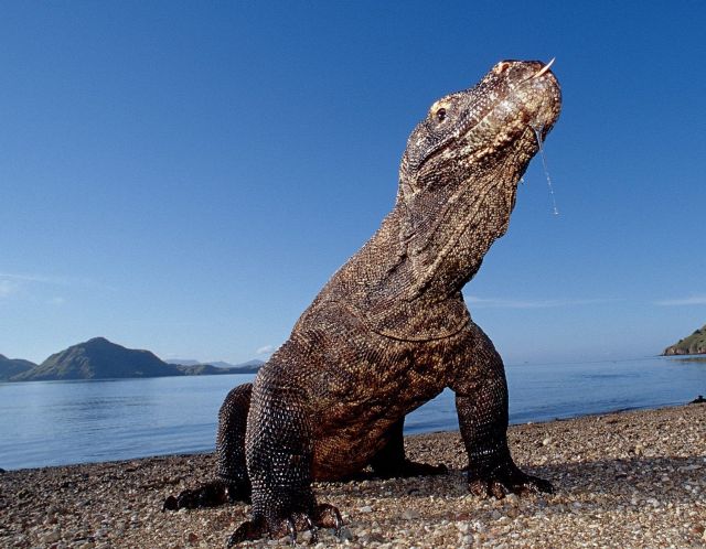 The Komodo Island - Notable natural habitat