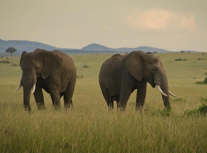 Masai Mara National Reserve, Kenya - Elephants sightseeing
