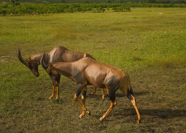 Masai Mara National Reserve, Kenya - Famous park