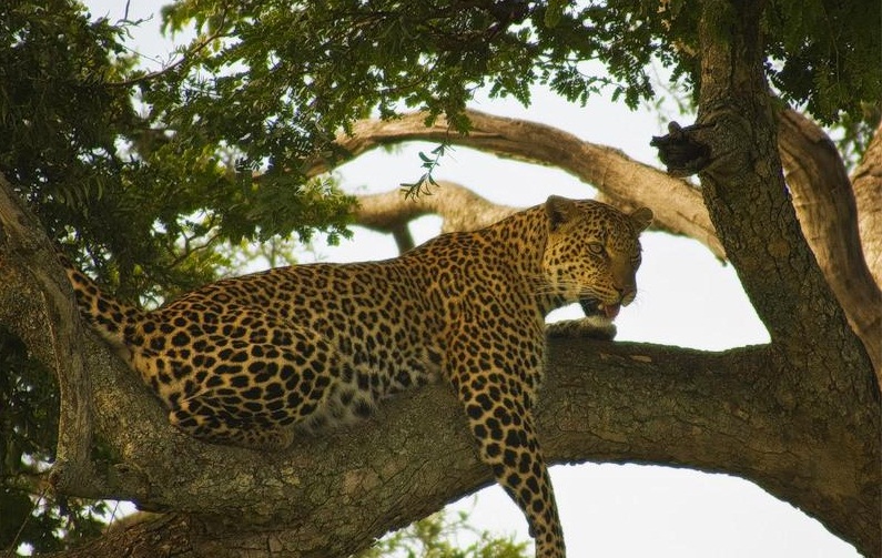 Masai Mara National Reserve, Kenya - Frightful animal on the tree