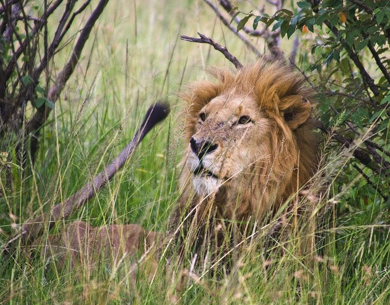 Masai Mara National Reserve, Kenya - Proud lion