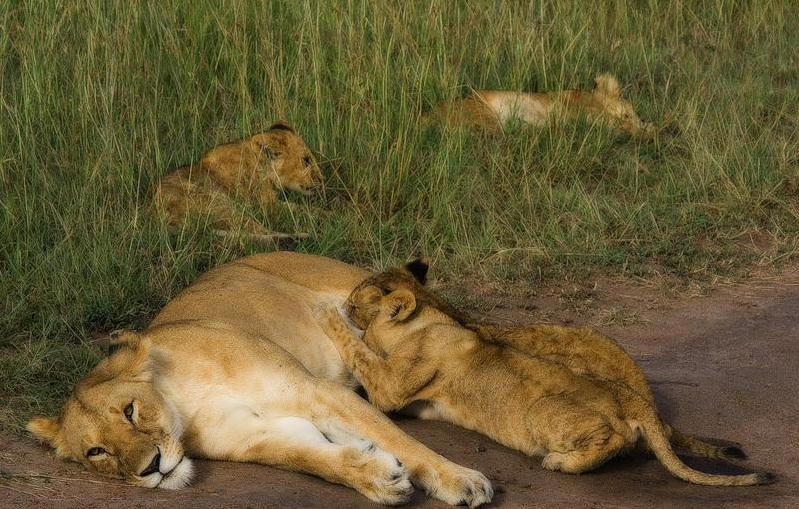 Masai Mara National Reserve, Kenya - The kings of animals