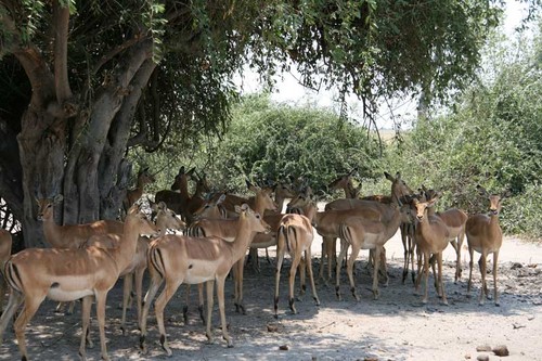  Chobe National Park, Botswana - A truly natural environment 