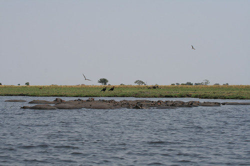  Chobe National Park, Botswana - Beautiful view