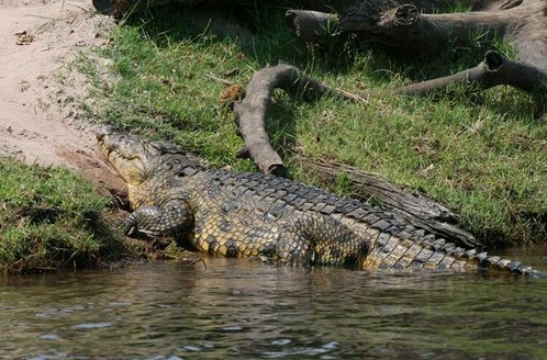  Chobe National Park, Botswana - Crocodile