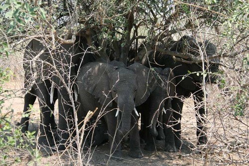  Chobe National Park, Botswana - Elephants