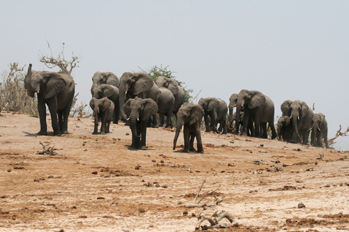  Chobe National Park, Botswana - Herd of elephants