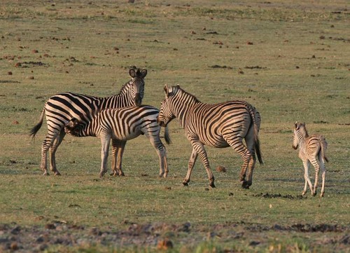  Chobe National Park, Botswana - Herd of zebras