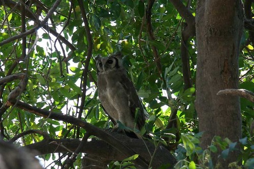  Chobe National Park, Botswana - Old safari area