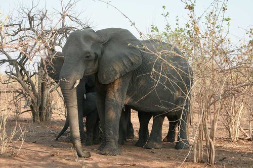  Chobe National Park, Botswana - Significant pride