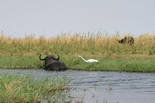  Chobe National Park, Botswana - Wildlife-viewing area in Africa