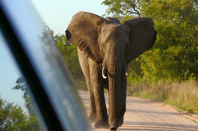 South Luangwa National Park, Zambia - Elephant
