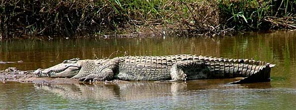 Kruger National Park, South Africa - Crocodile