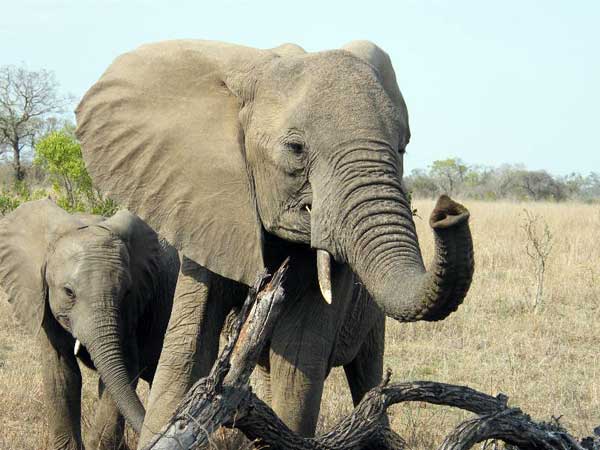 Kruger National Park, South Africa - Elephants
