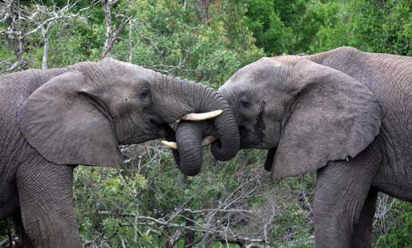 Kruger National Park, South Africa - Important role in the history of the park