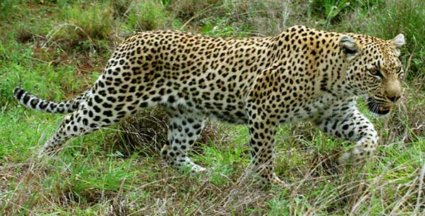 Kruger National Park, South Africa - Leopard