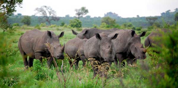 Kruger National Park, South Africa - Rhinoceros