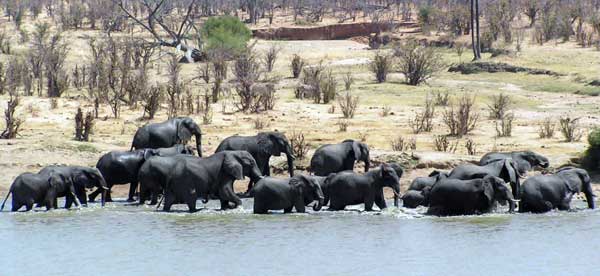 Kruger National Park, South Africa - Wonder of wildlife